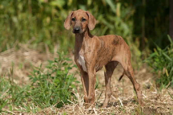 de garde-epée - Chiots disponibles