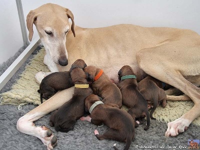 de garde-epée - Les bébés de Chikal Iléla et Dallol sont nés le 20 novembre 2013