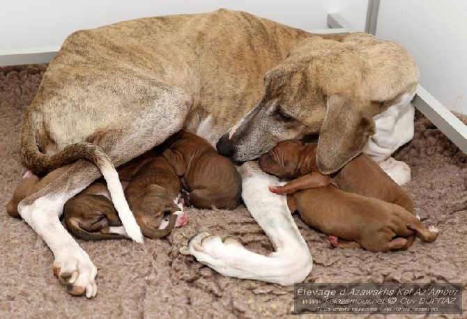 de garde-epée - Les chiots sont nés le 11 novembre 2014 !