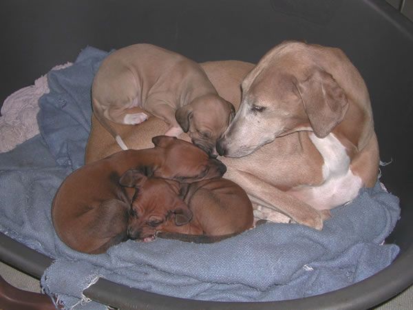 de garde-epée - Des bébés Azawakhs dans 2 mois ?