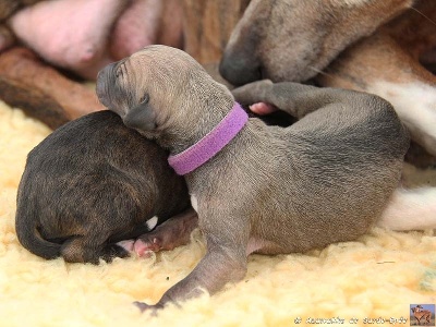 de garde-epée - Les bébés de Hawa et Ferren sont nés !