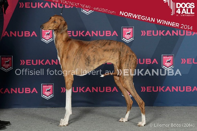 de garde-epée - Imal Haya de Garde-Épée Meilleure de Race à Dogs4all !