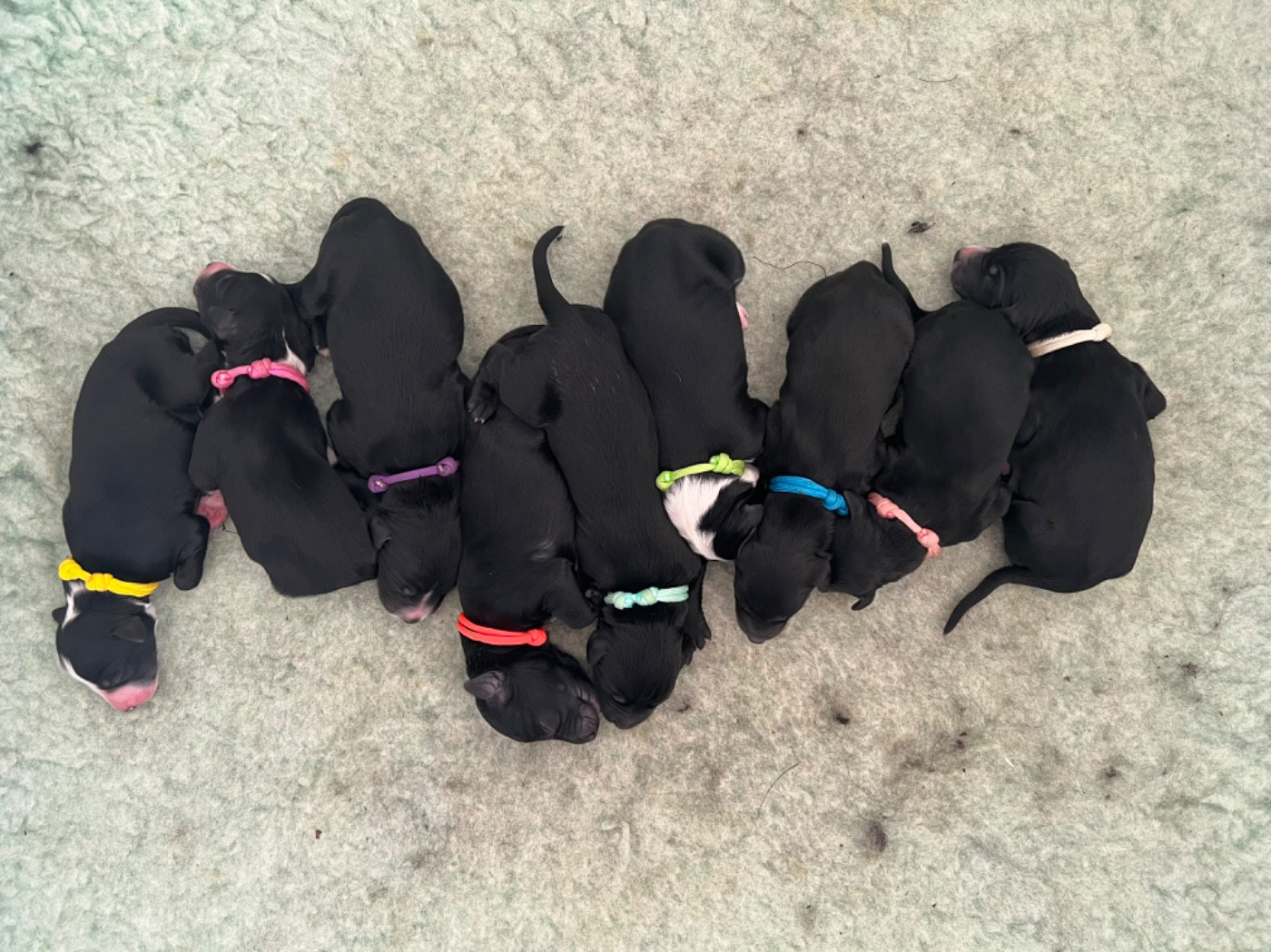 Chiot Taïgan de garde-epée