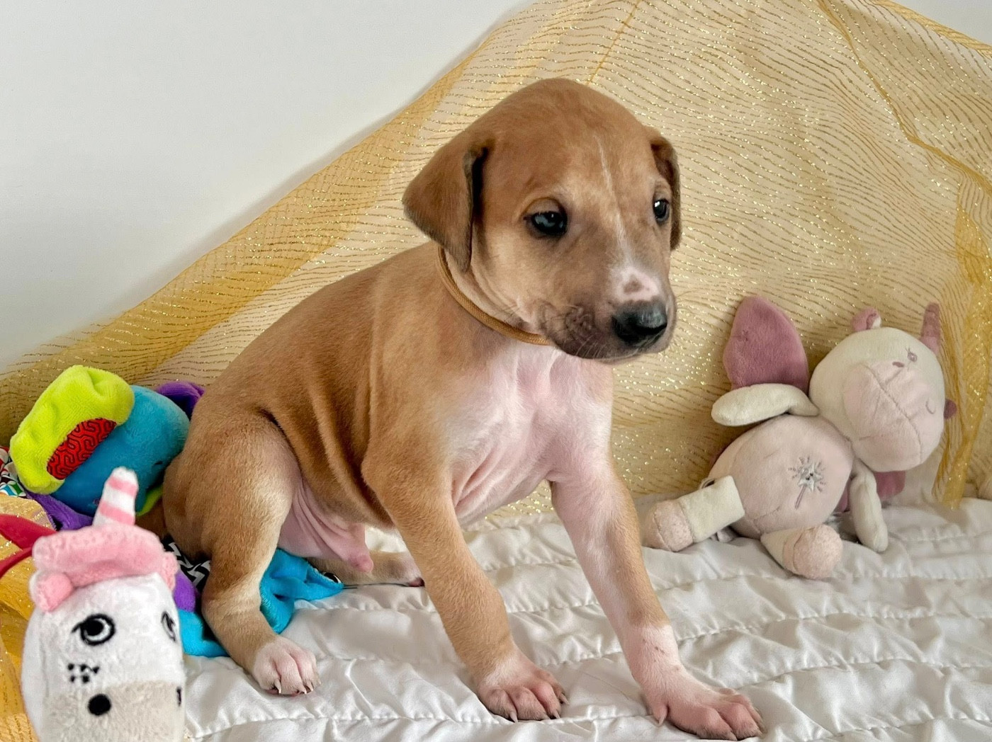 de garde-epée - Chiots disponibles - Azawakh