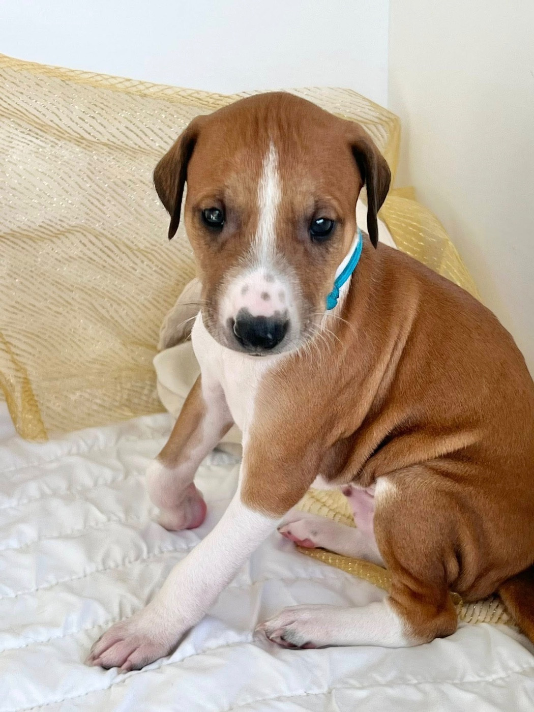 de garde-epée - Chiots disponibles - Azawakh