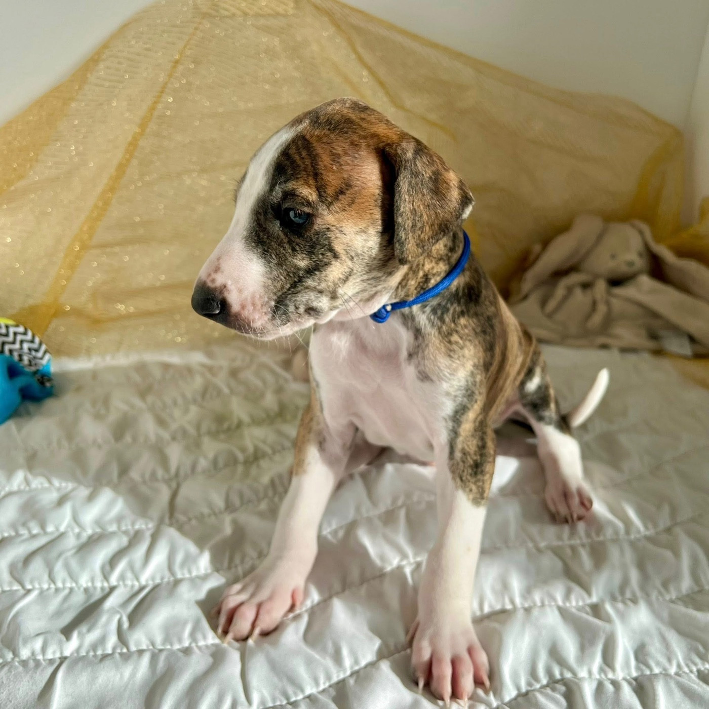 de garde-epée - Chiots disponibles - Azawakh