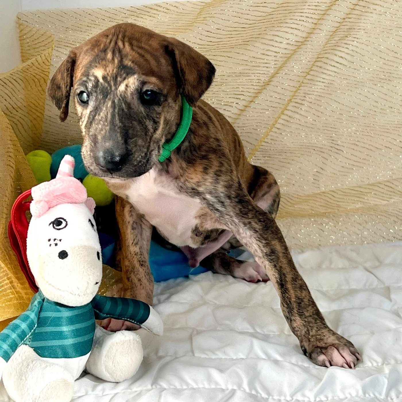 de garde-epée - Chiots disponibles - Azawakh