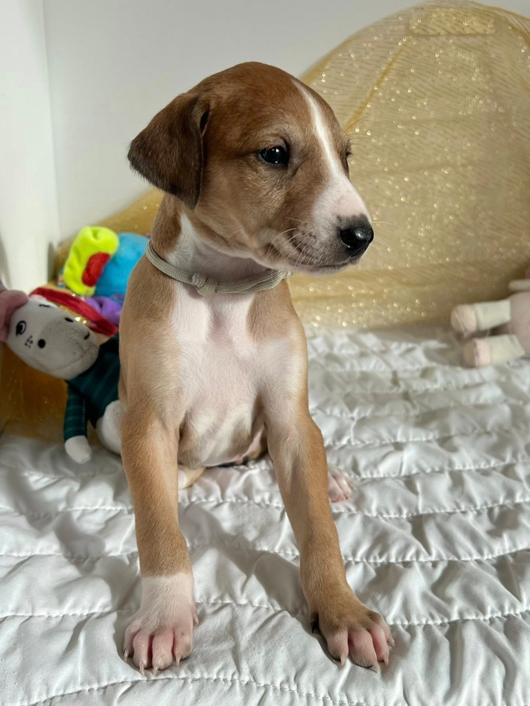 de garde-epée - Chiots disponibles - Azawakh