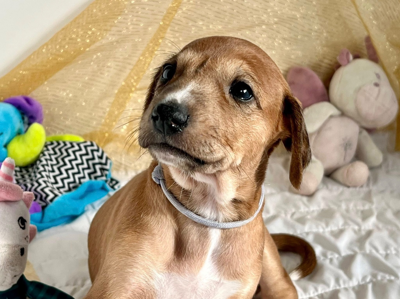 de garde-epée - Chiots disponibles - Azawakh