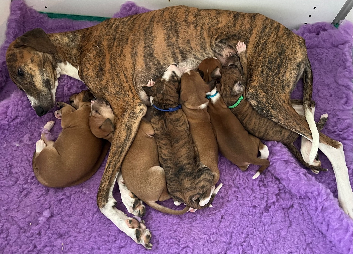 de garde-epée - Azawakh - Portée née le 14/10/2025