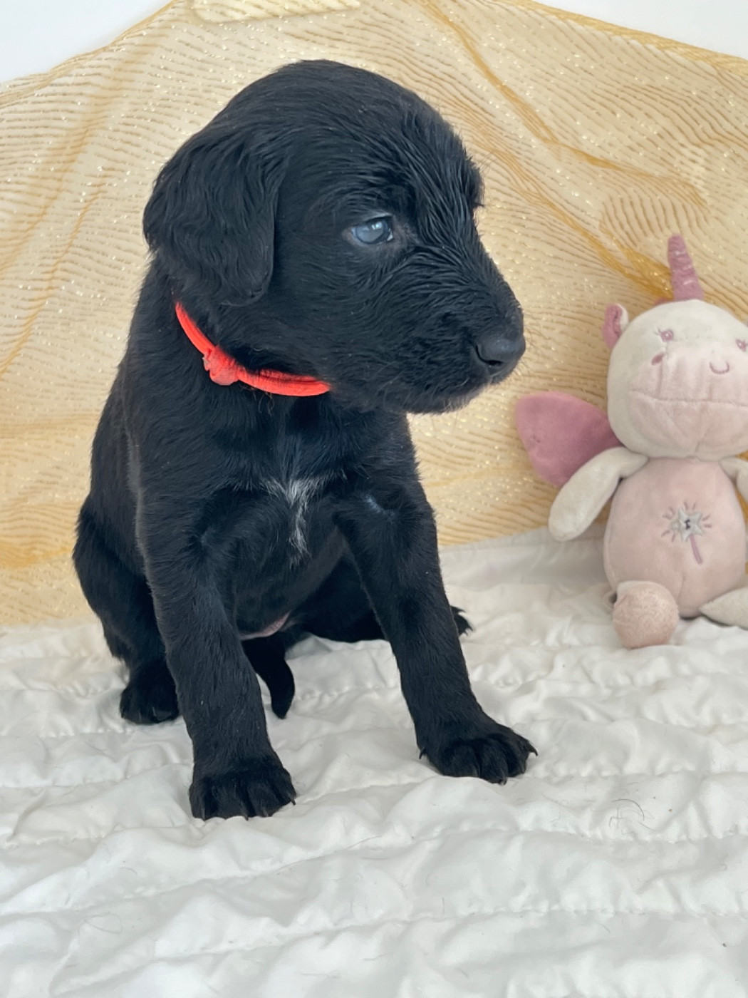 de garde-epée - Chiots disponibles - Taïgan