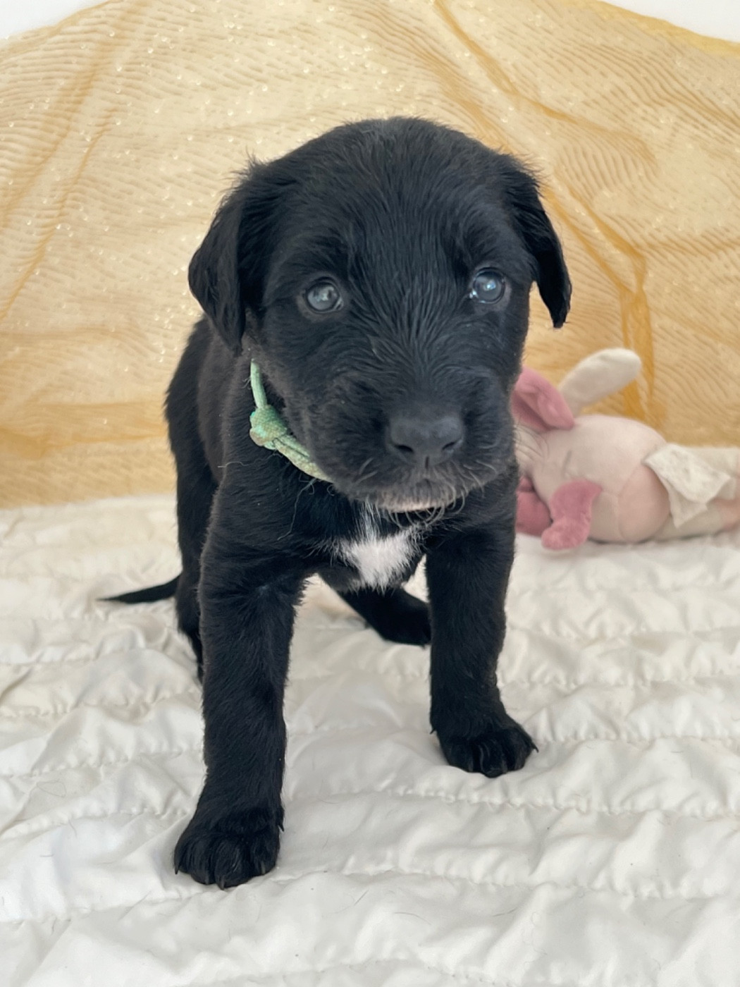 de garde-epée - Chiots disponibles - Taïgan