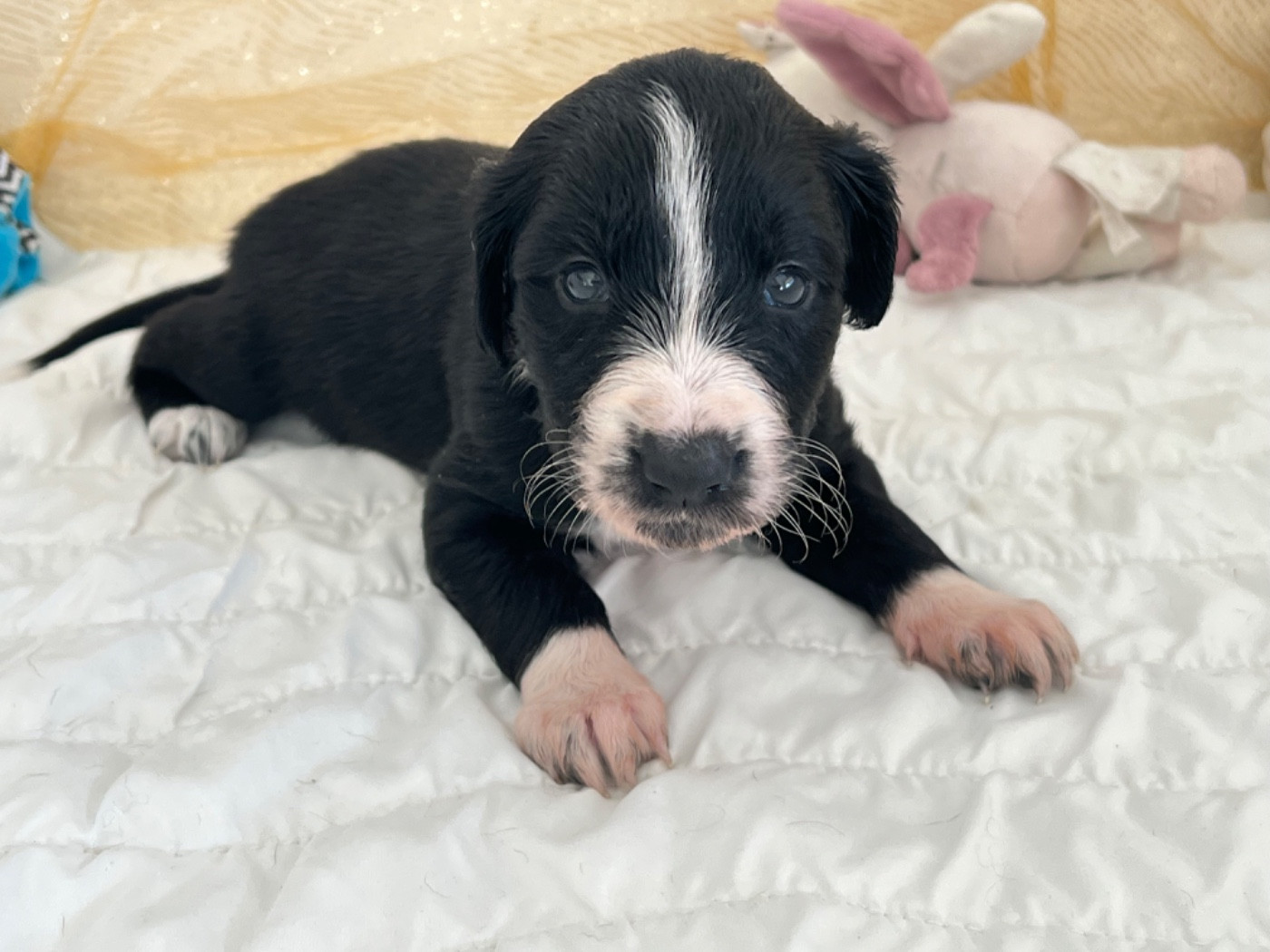 de garde-epée - Chiots disponibles - Taïgan