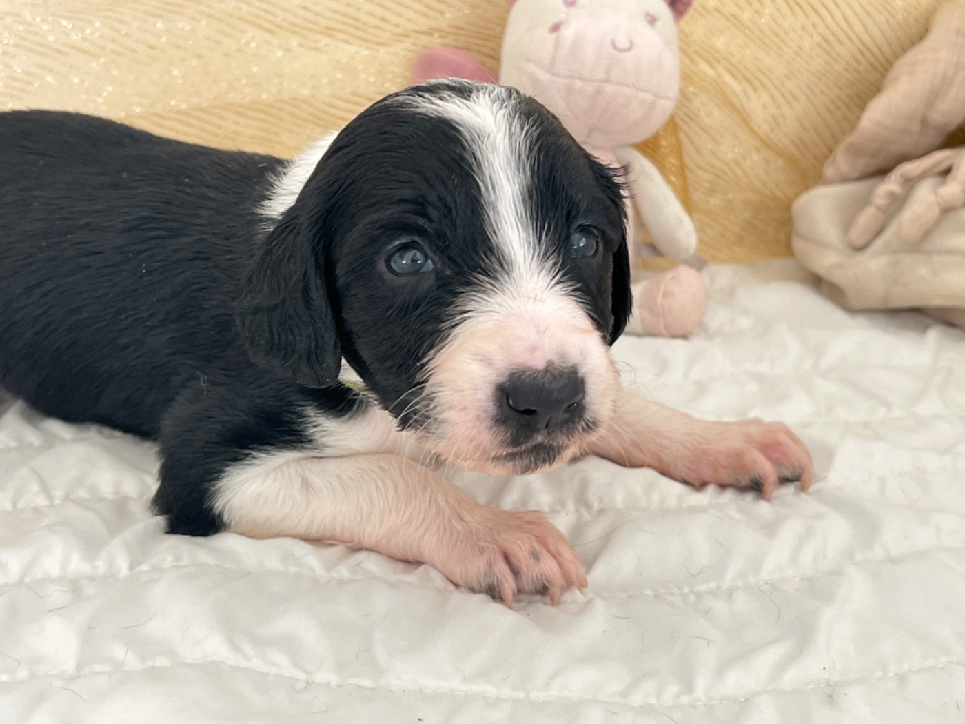 de garde-epée - Chiots disponibles - Taïgan