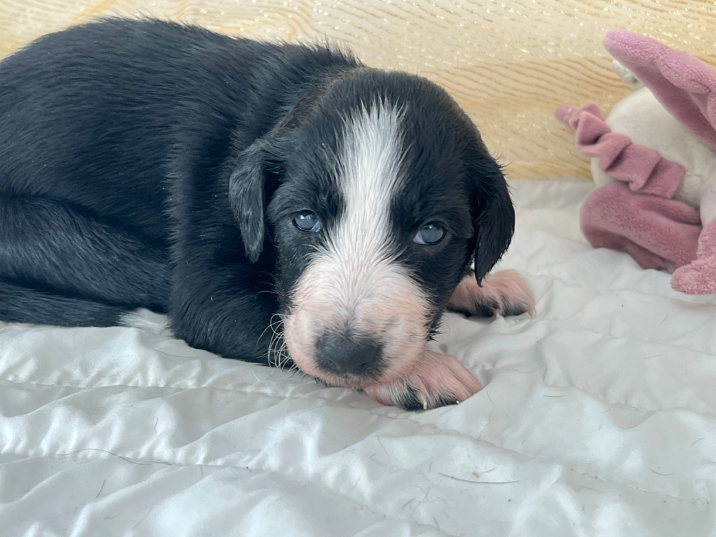 de garde-epée - Chiots disponibles - Taïgan