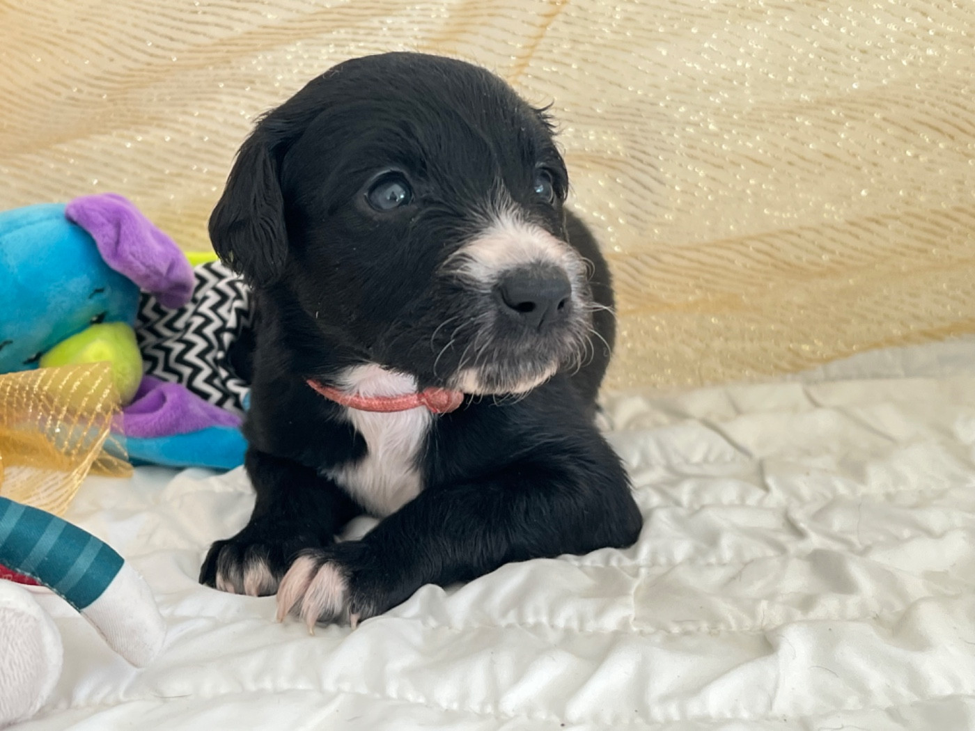 de garde-epée - Chiots disponibles - Taïgan