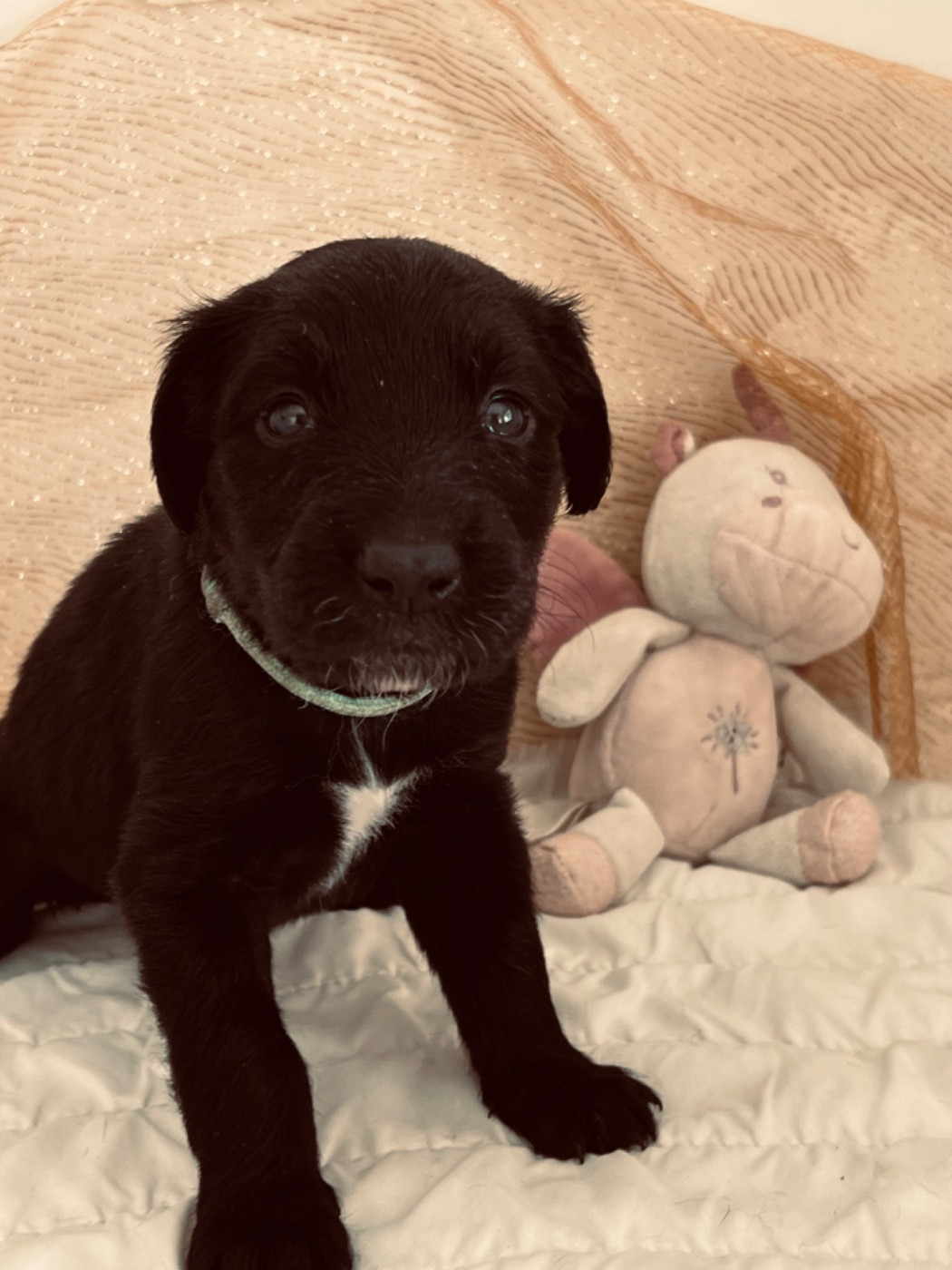 de garde-epée - Chiots disponibles - Taïgan