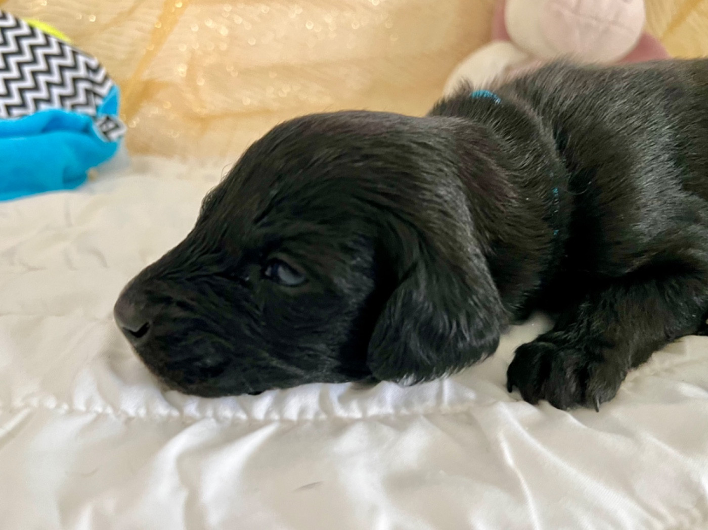 de garde-epée - Chiots disponibles - Taïgan