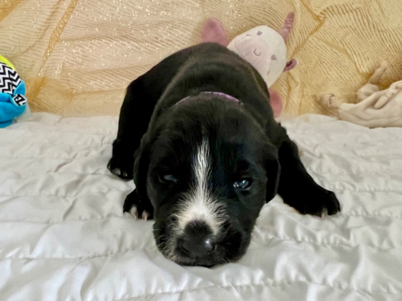 de garde-epée - Chiots disponibles - Taïgan