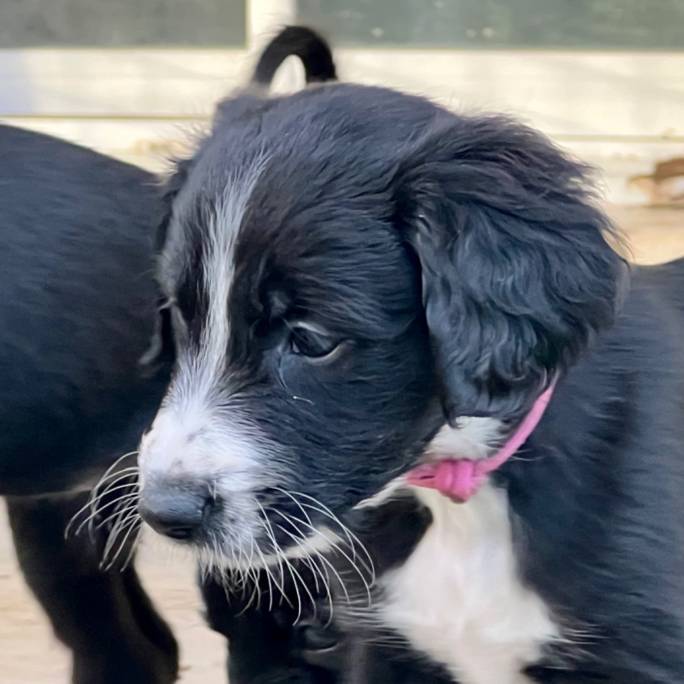 de garde-epée - Chiots disponibles - Taïgan