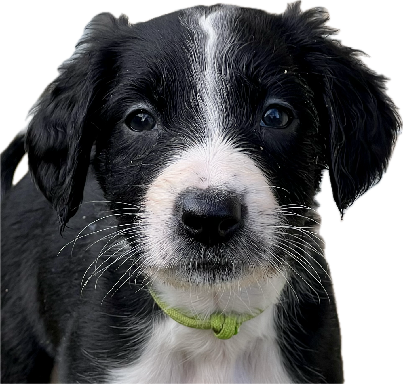 de garde-epée - Chiots disponibles - Taïgan