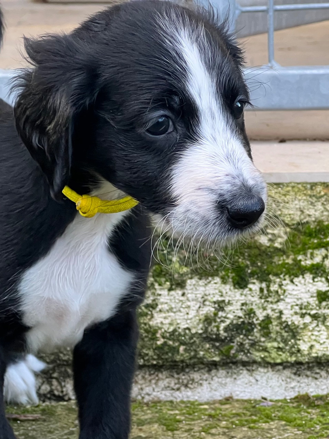 de garde-epée - Chiots disponibles - Taïgan