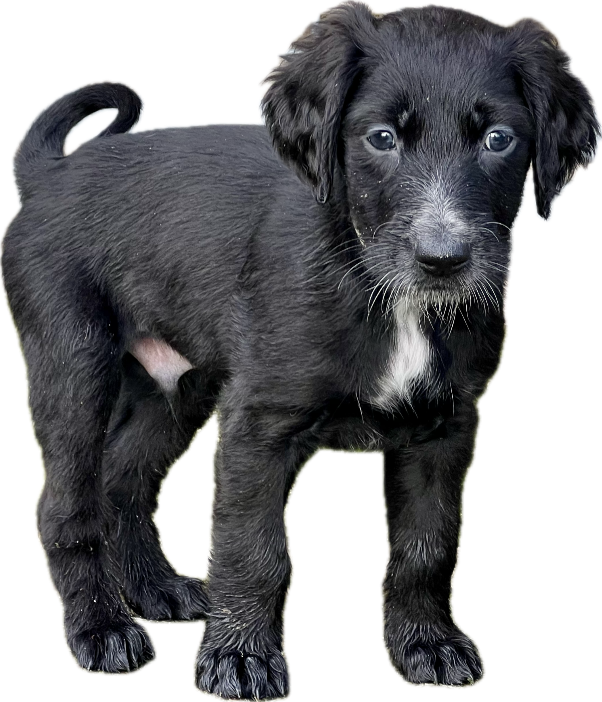 de garde-epée - Chiots disponibles - Taïgan