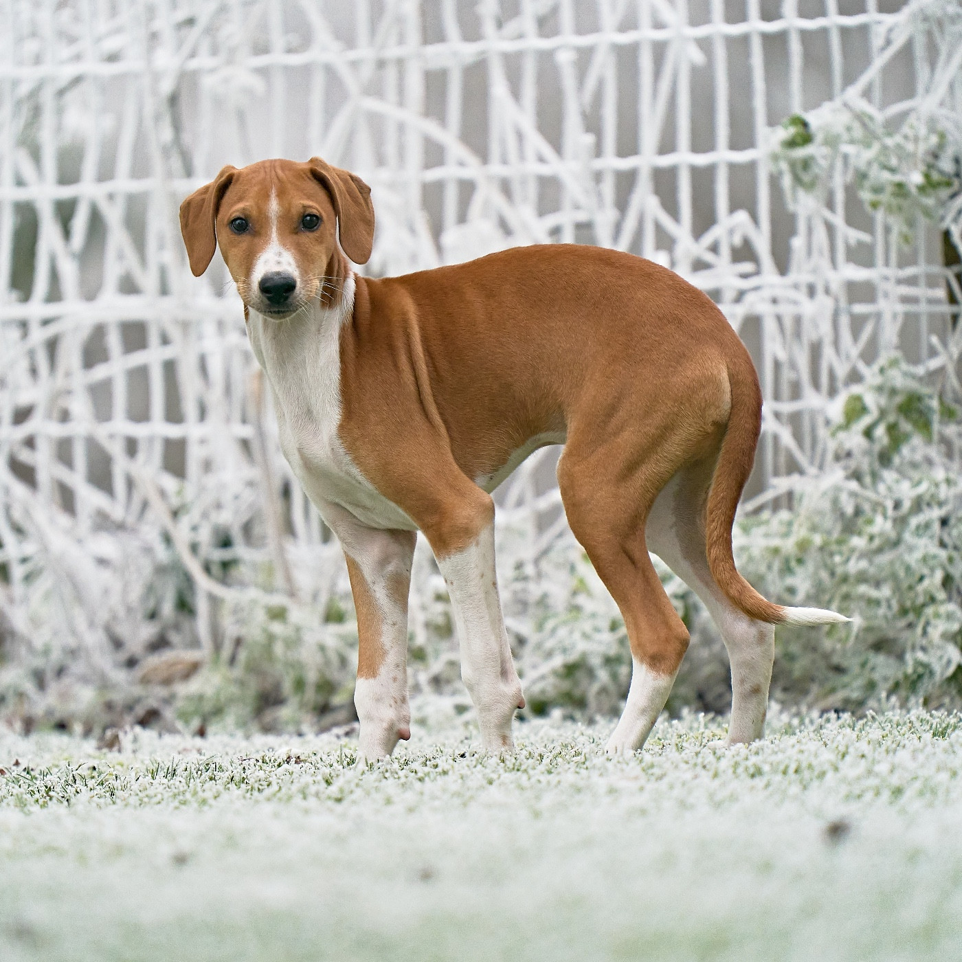 de garde-epée - Chiots disponibles - Azawakh