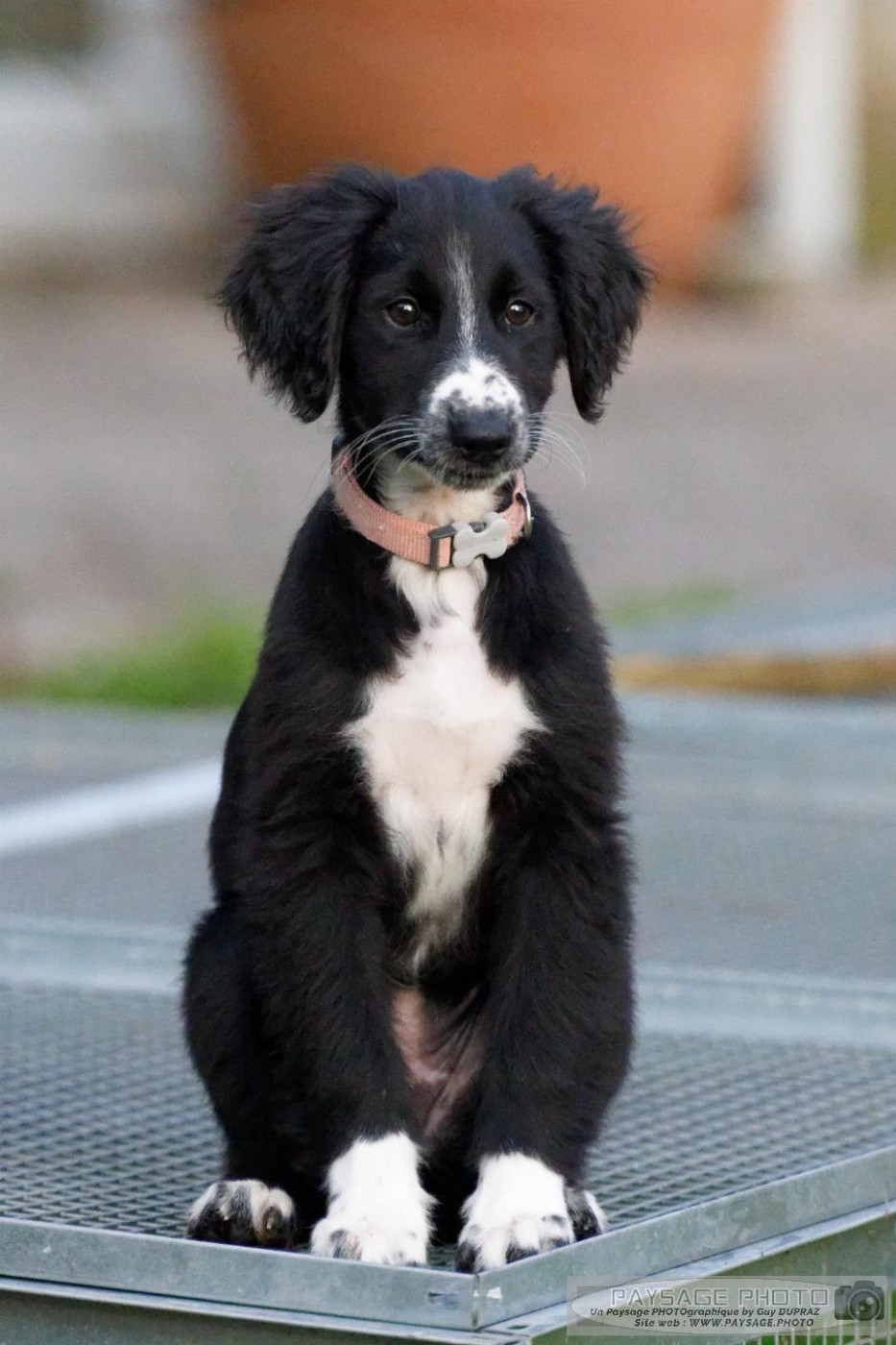 de garde-epée - Chiots disponibles - Taïgan