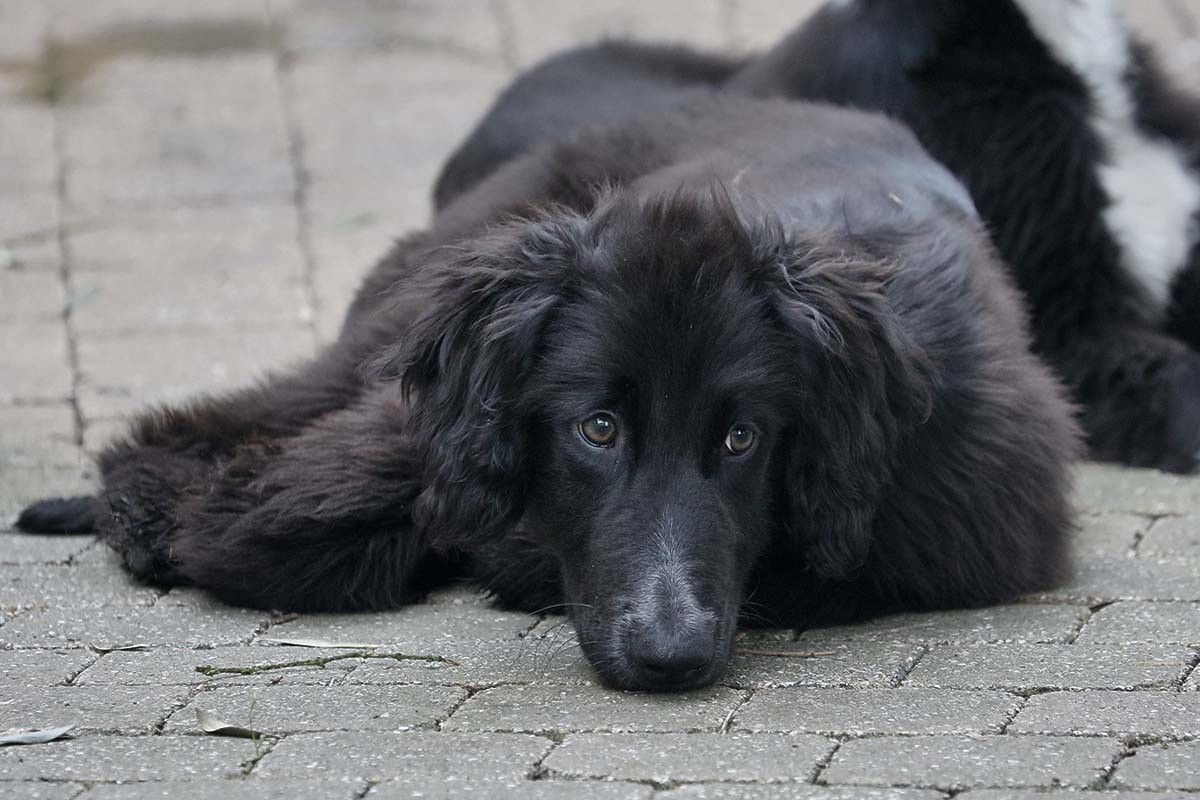 de garde-epée - Chiots disponibles - Taïgan