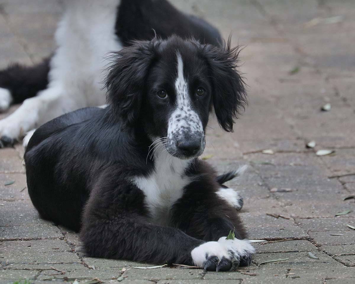 de garde-epée - Chiots disponibles - Taïgan