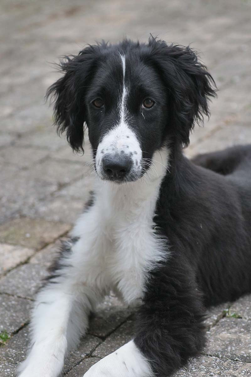 de garde-epée - Chiots disponibles - Taïgan