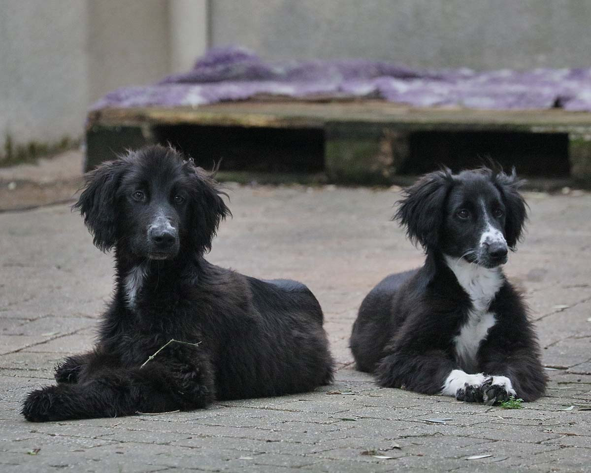 Chiot Taïgan de garde-epée