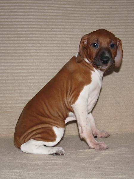 de garde-epée - Azawakh - Portée née le 29/10/2008