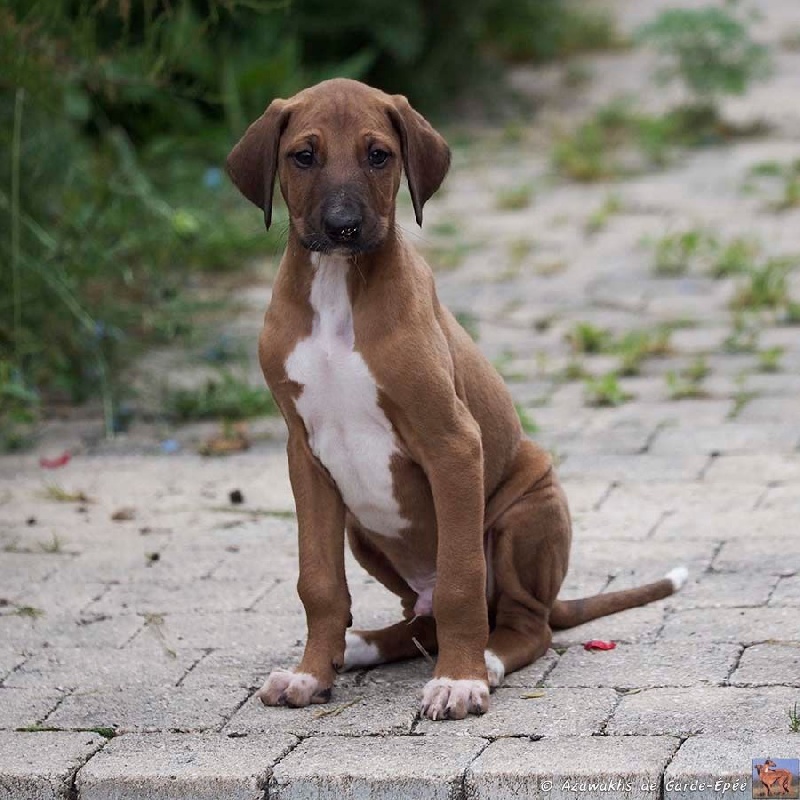 de garde-epée - Azawakh - Portée née le 15/04/2016